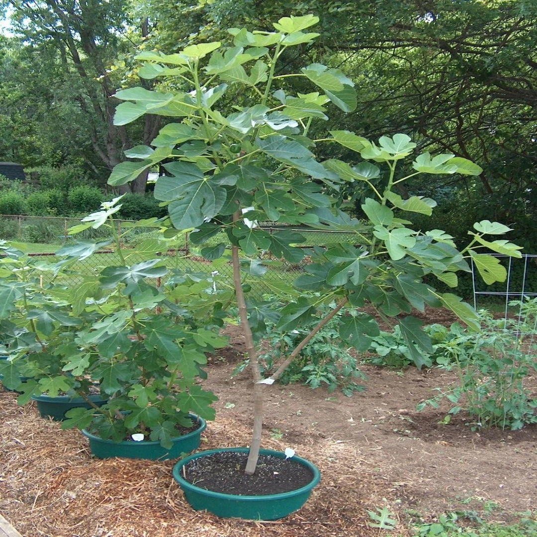 Italian Honey Fig Tree 7 Italian Honey Fig Tree - Image 7