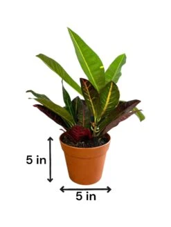 Petra Croton (Live Indoor Plant) 12 Petra Croton (Live Indoor Plant) -Pixies Gardens dec5bf55 5a53 4c73 b5d6 ad1b1c23c1dd