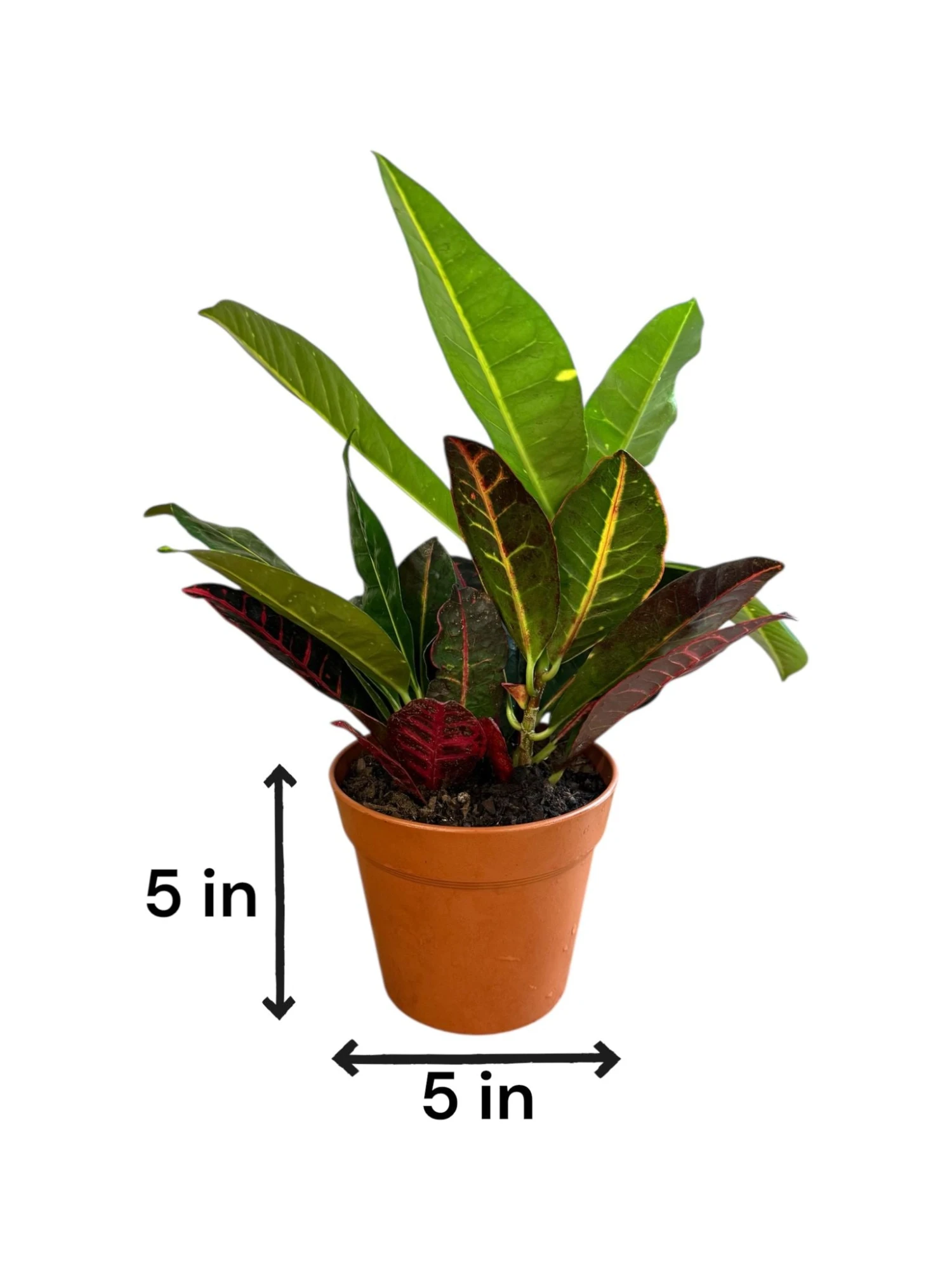 Petra Croton (Live Indoor Plant) 3 Petra Croton (Live Indoor Plant) - Image 3