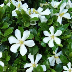 Pixies Gardens 8 Echo Swan Maiden Gardenia