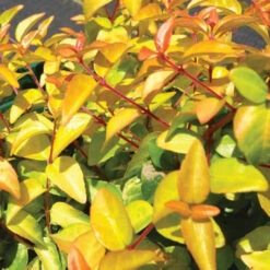 Peach Perfection Abelia -Pixies Gardens dispthumb