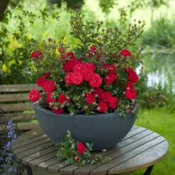 My Valentine Miniature Rose -Pixies Gardens download 4