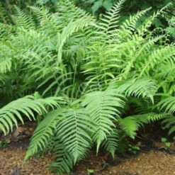 Thelypteris Kunthii Southern Shield Fern - [EG]
