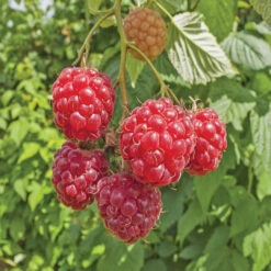 Canby Red Thornless Raspberry, Thornless Raspberry -Pixies Gardens e169f8b1a4da7b3ba5f8bf309ec9b360