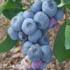 Krewer Blueberry Bush