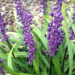 Liriope Muscari 'Royal Purple' - [CG] -Pixies Gardens e3ba88
