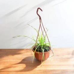 Evergold Carex Grass Hanging Basket (Live Indoor-Outdoor) 9 Evergold Carex Grass Hanging Basket (Live Indoor-Outdoor) -Pixies Gardens e52db7ad 2bd2 4f20 8b55 1497b0e583b8 38d354a6 3479 43d9 bf6a 84114ed05eb6