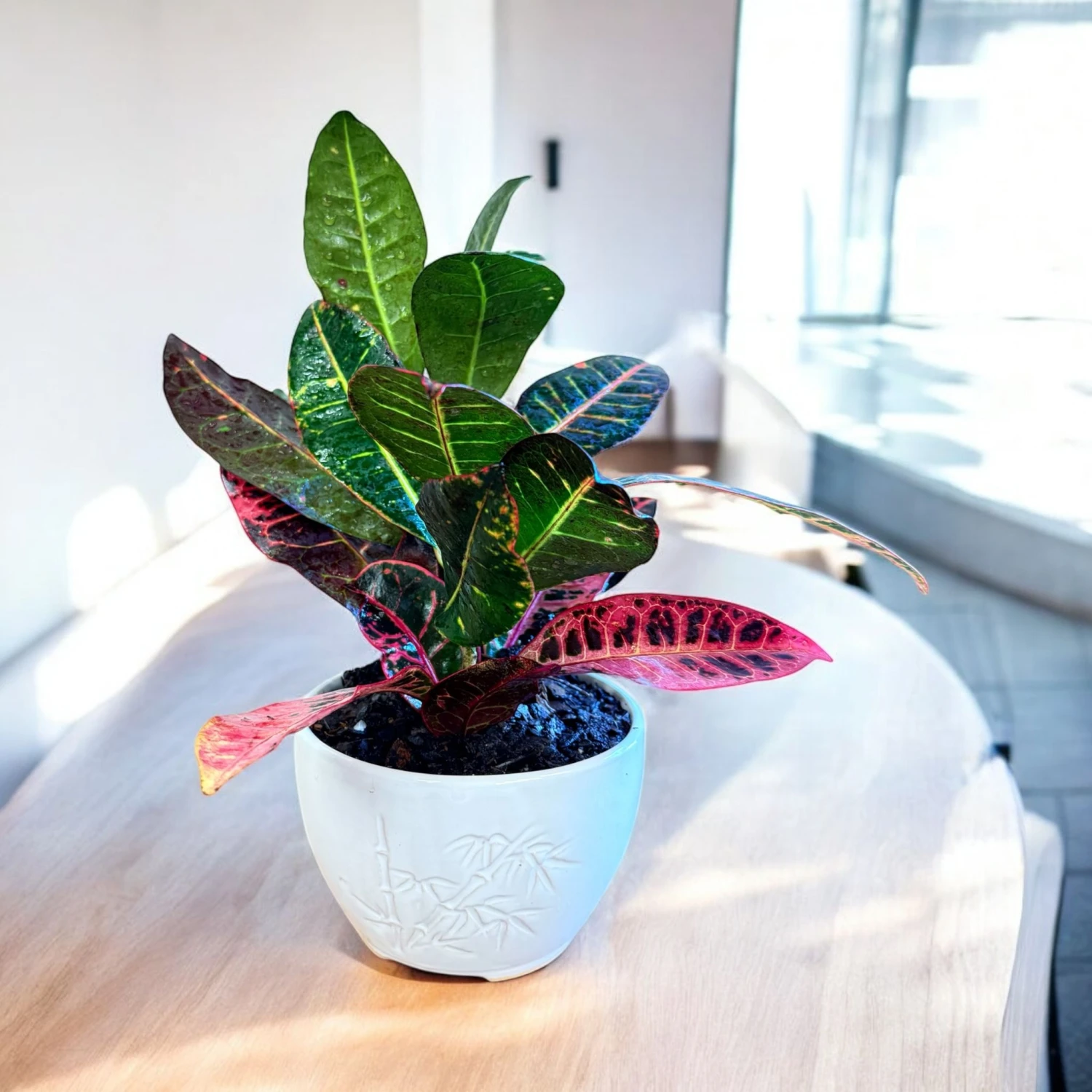 Petra Croton (Live Indoor Plant) 1 Petra Croton (Live Indoor Plant)