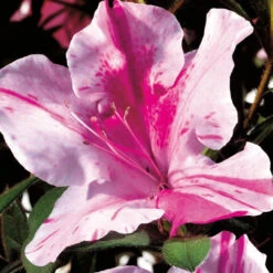 Encore Azalea Autumn Twist 8 Encore Azalea Autumn Twist -Pixies Gardens encore azalea shrubs 80567 64 1000