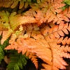 Autumn Fern Dryopteris Erythrosora