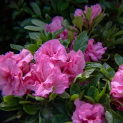 Blush Elegance Rebloom Azalea 6 Blush Elegance Rebloom Azalea -Pixies Gardens ever after pink landscape