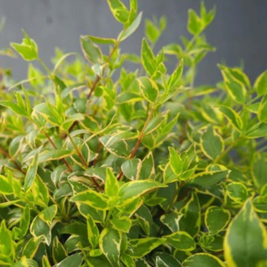 Twist Of Lime Glossy Abelia 5 Twist Of Lime Glossy Abelia - Image 5