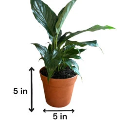 Peace Lily (Live Indoor Plant) -Pixies Gardens f0f0f2b2 1267 4c4d b6ef 777ca817ba59