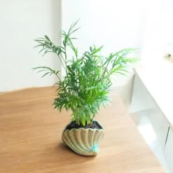 Neanthe Bella Palm (Live Indoor Plant) -Pixies Gardens f400170c 0416 4ebb 9121 8c39151d5dee