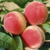 Red Haven Peach Tree