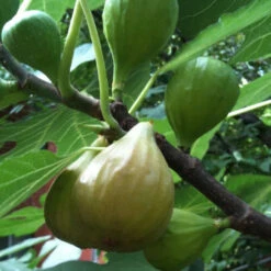 Desert King Fig Tree 12 Desert King Fig Tree -Pixies Gardens f571562adfd6f5a126c8655ba97f2eb7 desert king fig tree