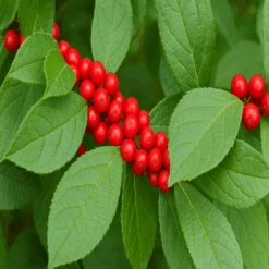 Winter Red Winterberry Holly Is The Cold Hardiest Of All Holly Varieties. -Pixies Gardens f7d63cd0 9294 41a7 8c41 0389865e358d