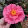 Camellia Fashionata Plant
