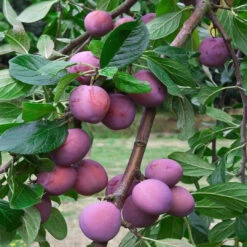 AU Rubrum Plum Tree -Pixies Gardens fe646dc17349ad748b383500fff93fdb