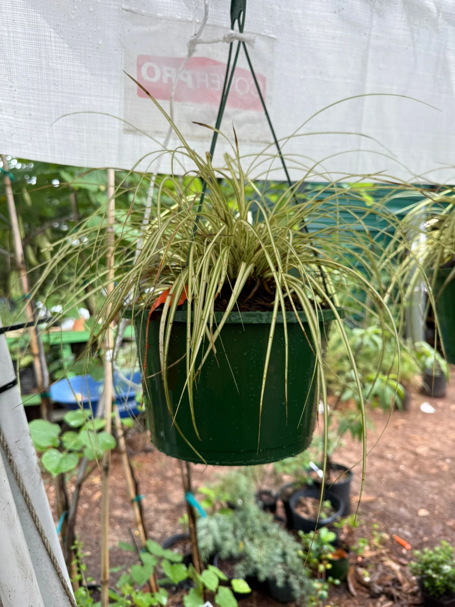 Evergold Carex Grass Hanging Basket (Live Indoor-Outdoor) 1 Evergold Carex Grass Hanging Basket (Live Indoor-Outdoor)