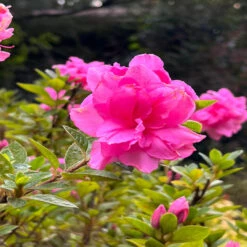 Double Pink Reblooming Azalea 11 Double Pink Reblooming Azalea -Pixies Gardens ff74f7ec 40c5 480e a7d2 249b2327b6d2 1