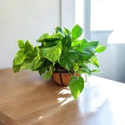 Golden Pothos Hanging Baskets (Live Indoor Plants) -Pixies Gardens ff96dc9e 11b9 407b ad84 953c50fe6a60