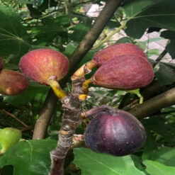 Little Miss Figgy' Dwarf Fig 11 Little Miss Figgy' Dwarf Fig -Pixies Gardens ficus carica little miss figgy fig tree 20