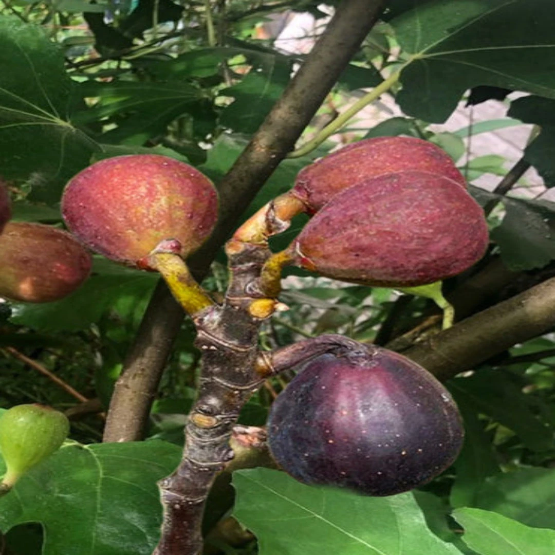 Little Miss Figgy' Dwarf Fig 5 Little Miss Figgy' Dwarf Fig - Image 5