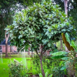 Celeste Fig Tree -Pixies Gardens fig tree celeste 3