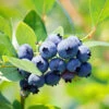 Brightwell Rabbiteye Blueberry Bush