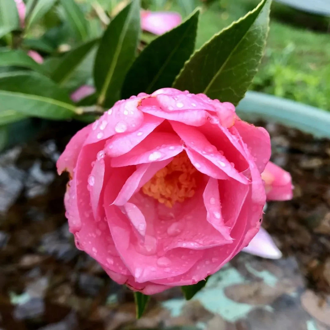 Taylor's Perfection Camellia 6 Taylor's Perfection Camellia - Image 6