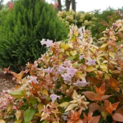Peach Perfection Abelia 9 Peach Perfection Abelia -Pixies Gardens funshine abelia plant abelia grandiflora proven winners 17923
