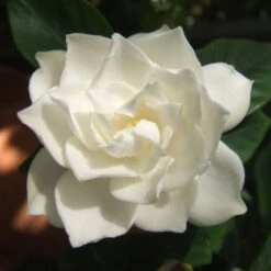 Crown Jewel Gardenia