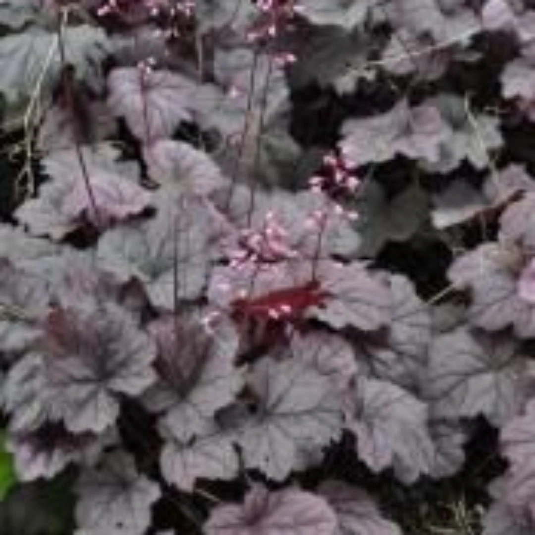 Heuchera X Villosa Georgia Plum 1 Heuchera X Villosa Georgia Plum