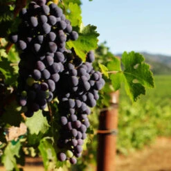 Cabernet Sauvignon Grape -Pixies Gardens gettyimages 155067672 612x612 1