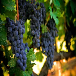 Cabernet Sauvignon Grape -Pixies Gardens gettyimages 157317575 612x612 1