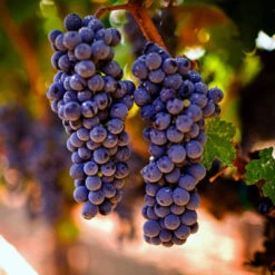 Cabernet Sauvignon Grape -Pixies Gardens gettyimages 157376519 612x612 1
