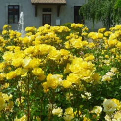 Gilded Sun Rose 10 Gilded Sun Rose -Pixies Gardens gildedsunrose 03 Custom