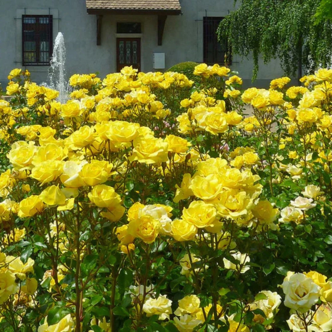 Gilded Sun Rose 3 Gilded Sun Rose - Image 3