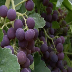 Glenora Blue Seedless Grapes -Pixies Gardens glenora blue grape 1024x1024 2x 74a695a7 c955 4f84 81d9 f78c68307b43