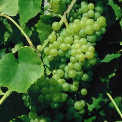 Lakemont Seedless Grape Vines -Pixies Gardens grape vine lakemont golden seedless dessert 2181 src