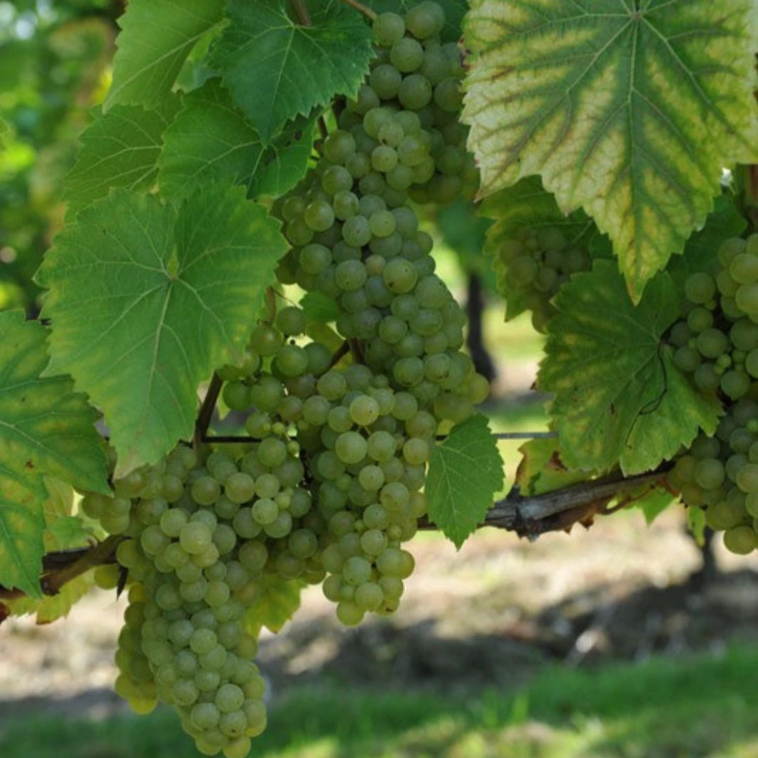 Seyval Blanc Wine Grape 4 Seyval Blanc Wine Grape - Image 4