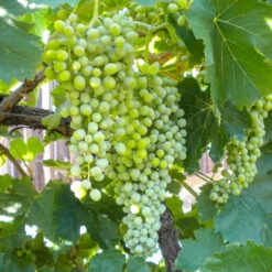 Compassion White Seedless Grape -Pixies Gardens grape vine thompson seedless 1