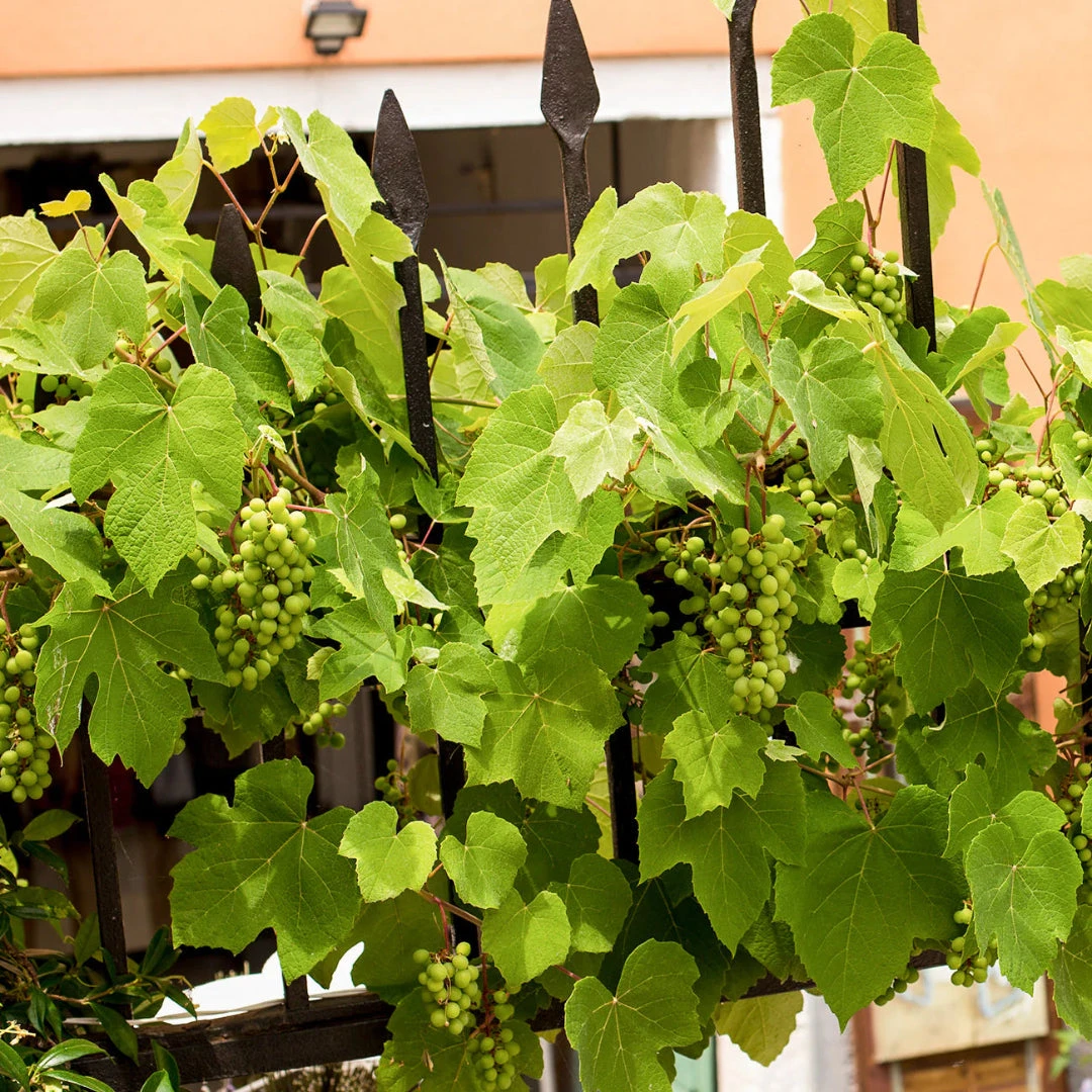 Niagara Grape Vine Shrub 2 Niagara Grape Vine Shrub - Image 2