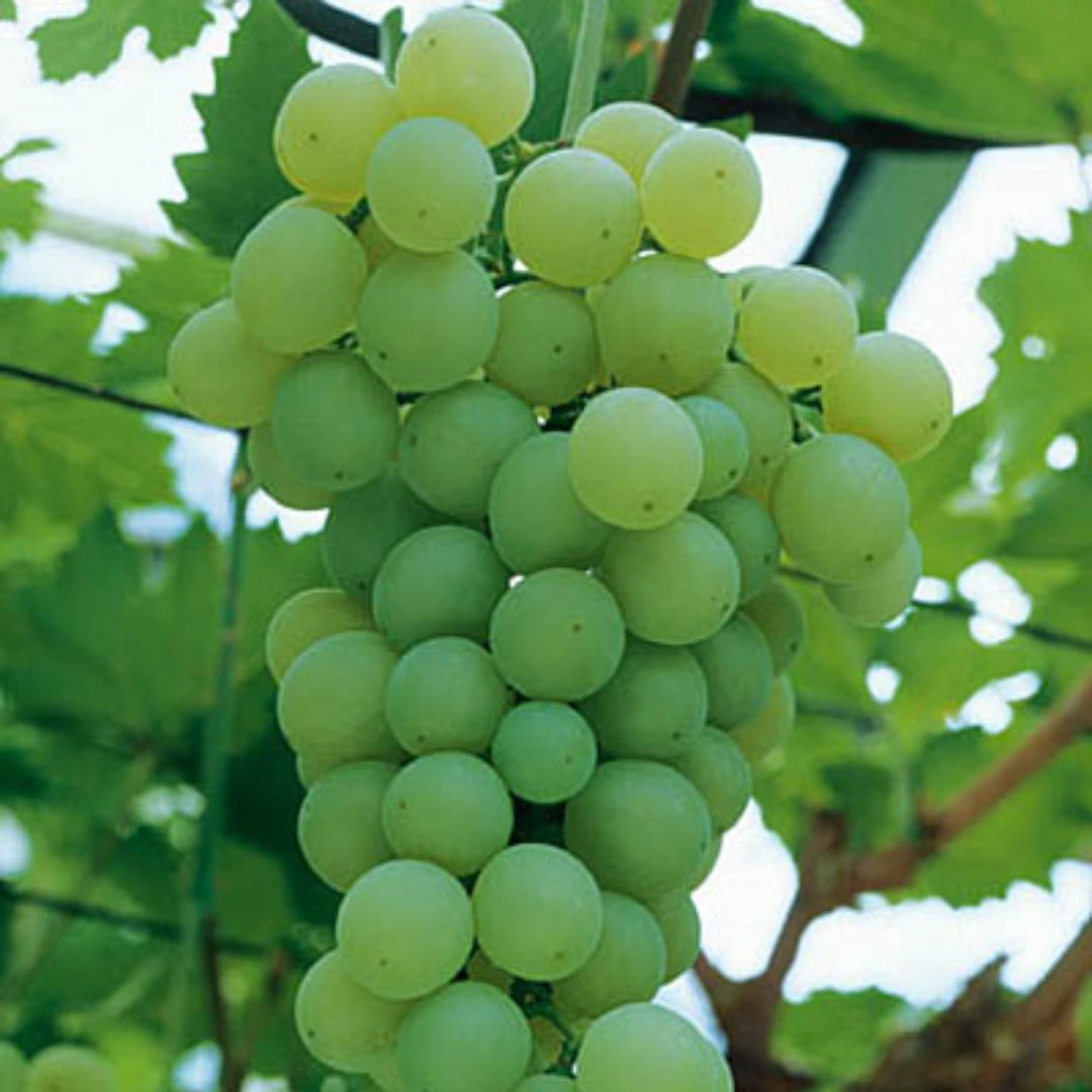 Himrod Seedless Grapes 5 Himrod Seedless Grapes - Image 5