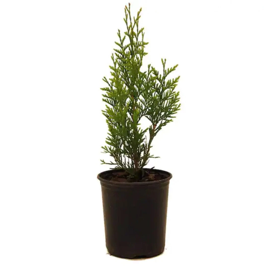 Green Giant Thuja Arborvitae Tree Makes Great Privacy Fence 4 Green Giant Thuja Arborvitae Tree Makes Great Privacy Fence - Image 4