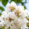 Acoma White Crape Myrtle