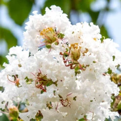 Acoma White Crape Myrtle