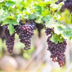 Champanelle Grape Vine 12 Champanelle Grape Vine -Pixies Gardens guia practica siembra de semillas de uva para tener tus propias vides 1