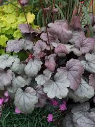 Silver Gumdrop Ppaf Coral Bells Proven Winners